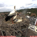 14_15-nest.jpg