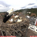 14_20-nest.jpg