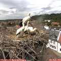 14_25-nest.jpg