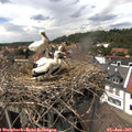 14_30-nest.jpg