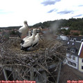 14_35-nest.jpg