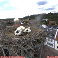 14_40-nest.jpg