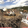 14_50-nest.jpg