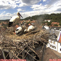 14_55-nest.jpg
