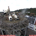 15_00-nest.jpg