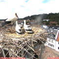 15_10-nest.jpg