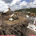 15_15-nest.jpg