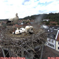 15_20-nest.jpg