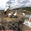 15_25-nest.jpg