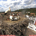 15_30-nest.jpg