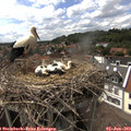 15_35-nest.jpg