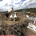 15_40-nest.jpg