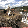 15_45-nest.jpg