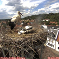 15_50-nest.jpg