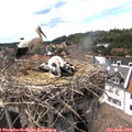 15_55-nest.jpg