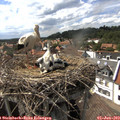 16_00-nest.jpg