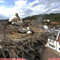 16_05-nest.jpg