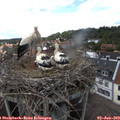 16_10-nest.jpg