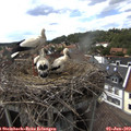 16_15-nest.jpg