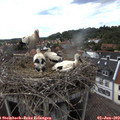 16_20-nest.jpg