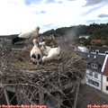 16_25-nest.jpg