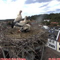 16_30-nest.jpg