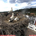 16_35-nest.jpg