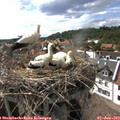 16_40-nest.jpg