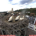 16_45-nest.jpg