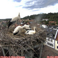 16_50-nest.jpg