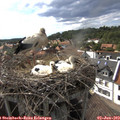 16_55-nest.jpg