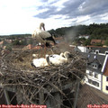 17_00-nest.jpg