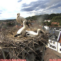 17_05-nest.jpg