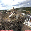 17_10-nest.jpg