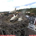 17_15-nest.jpg
