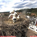 17_20-nest.jpg