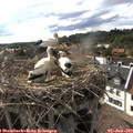 17_25-nest.jpg