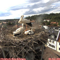 17_30-nest.jpg