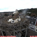 17_35-nest.jpg