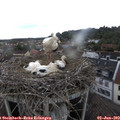 17_40-nest.jpg