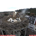 17_45-nest.jpg