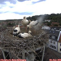 17_50-nest.jpg