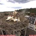 17_55-nest.jpg