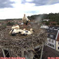 18_00-nest.jpg