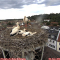 18_05-nest.jpg