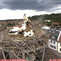 18_20-nest.jpg