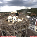 18_25-nest.jpg