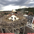 18_30-nest.jpg
