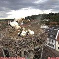 18_35-nest.jpg