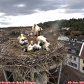 18_40-nest.jpg